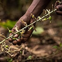 Pfefferdieb Wilder Grüner Kardamom ganz 100g — Bild 4