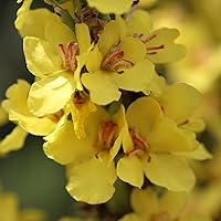 Alpi Nature Königskerze Tee 250g — Bild 7