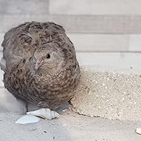 federgold Gritstein 1 kg — Bild 3