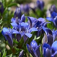 Weleda Bio Festigende Tagespflege Blauer Enzian & Edelweiß 40ml — Bild 9