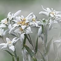 Weleda Bio Festigende Tagespflege Blauer Enzian & Edelweiß 40ml — Bild 10