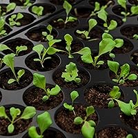 Quickpot Anzuchtplatte 54er Set mit Untersetzer — Bild 4