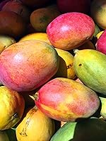 Kamelur Bio Mango getrocknet 1 kg — Bild 5