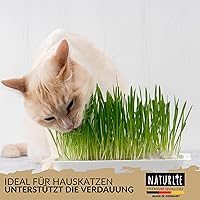 Naturlie Katzengras Samen 200g — Bild 2