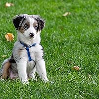 Chrestensen Sport- und Spielrasen 10 kg — Bild 3